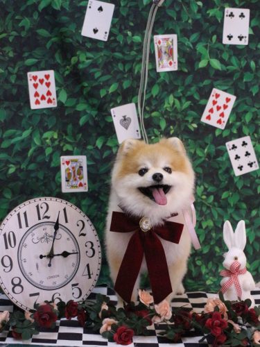 20250419モコくん